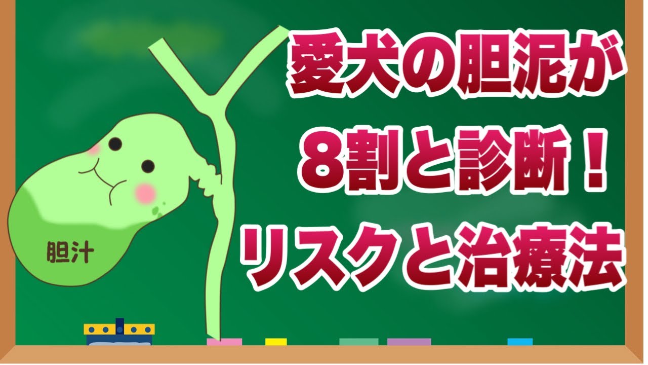 【要注意】愛犬の胆泥が8割？健康診断で見つかったリスクと治療法【獣医師解説】