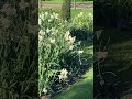 Spring has sprung!🐦🔥💐🌼🪷🪻#explorelearngrow #spring #flowersgarden #nature #shorts #parks