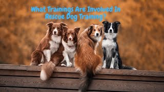 What Trainings Are Involved in Rescue Dog Training?