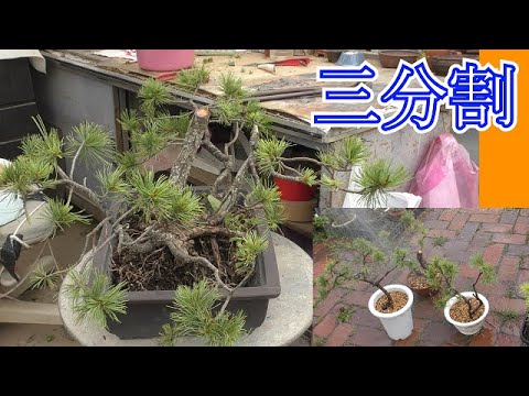 見捨てた五葉松を3分割にして再生管理 - YouTube