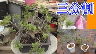 見捨てた五葉松を3分割にして再生管理 - YouTube
