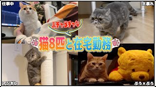 個性的な猫たちと生活すると楽しすぎて仕事にならないんだがww