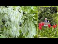 Arbre de neige  sa floraison trs spectaculaire mrite votre jardin le quotidien du jardin n389