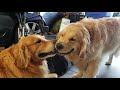 Golden Retrievers Fight Over Ball | Golden Retriever VLOG