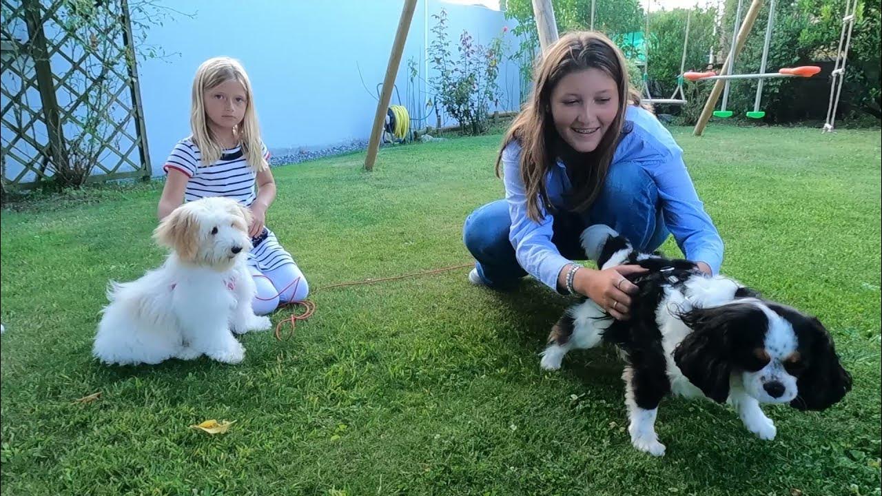 Coton de Tuléar et Cavalier King Charles Spaniel YouTube