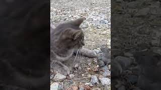 CAT KISSES MOUSE #shortsfeed #shorts