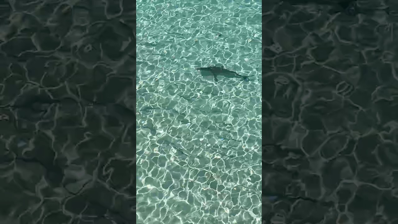 ASMR_I made some cute animal friends in Maldives! Character 5. Friendly Shark 🦈 