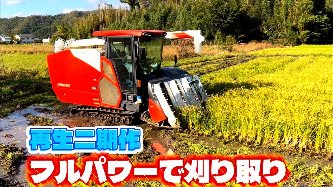 【再生二期作】 Kubota DR6130クボタの6条130馬力コンバインで刈り取りSTAR🏃‍♂️
