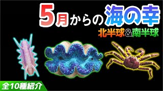 【あつ森】5月から捕れる海の幸を紹介!センジュナマコやオオシャコガイ、タラバガニなどベルも稼げるレアな生き物が大量!出現時間・影のサイズ・捕まえ方・値段について解説【5月 海の幸図鑑コンプリート】