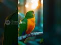 Golden Parrot Take-Off in Cinematic Slow Motion ✨