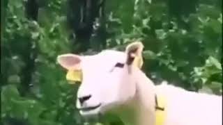 Goat not impressed by the accent | funny 9gag videos
