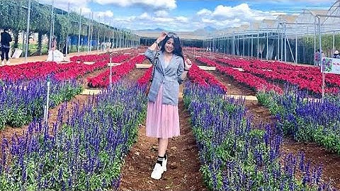 Khám phá vẻ đẹp của những cánh đồng hoa cẩm tú cầu Đà Lạt