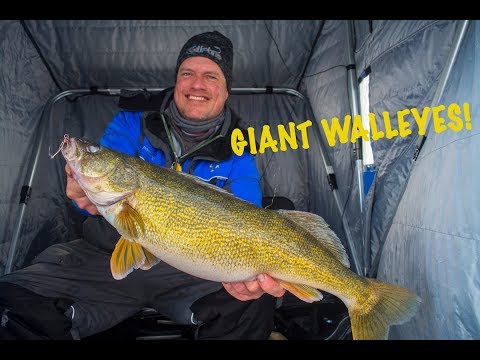 Monster Walleyes on Saginaw Bay