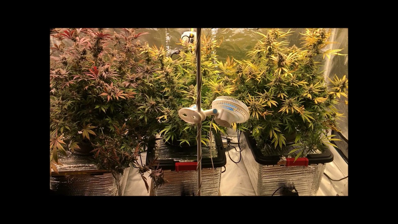 Alien Masster Kush & Strawberry Eclair - Day 99 Harvest day