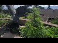 Thc herbangardener is live from the lanai