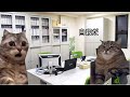 【猫ミーム】葬儀社にアルバイトとして勤めていたお話その11