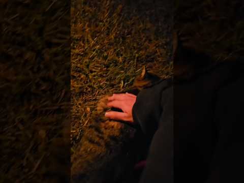 Jimin Instagram Story JM A Cat I Met A Month Ago 