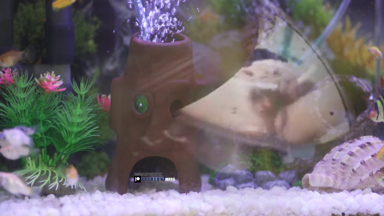 Улитка высовывает язык из раковины, прячась от охотящейся рыбы.