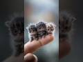 Cute Baby Cats 🐱 Adorable Kittens ✨ #cutecats #lovecats
