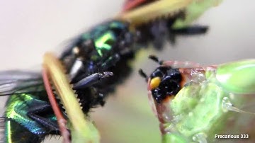 Oxyopsis gracilis - mandibles exposed