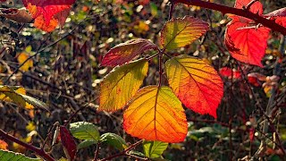 iPhone 17 Pro Max Camera Close Up Shots...Fall Color Blackberry Leaves