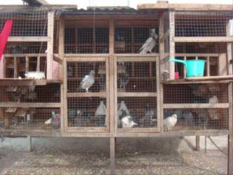 PPSC - Pasay Pigeon Sports Club / Philippine Racing Pigeons