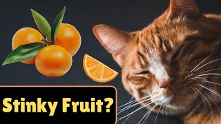 Why Do Cats Hate Oranges?