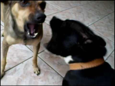 stafbull