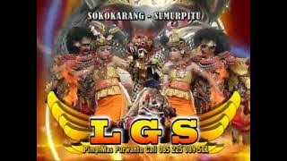 APPEARANCE OF MANOK BERI L.G.S. SOKOKARANG #asharigravid #barongankendal