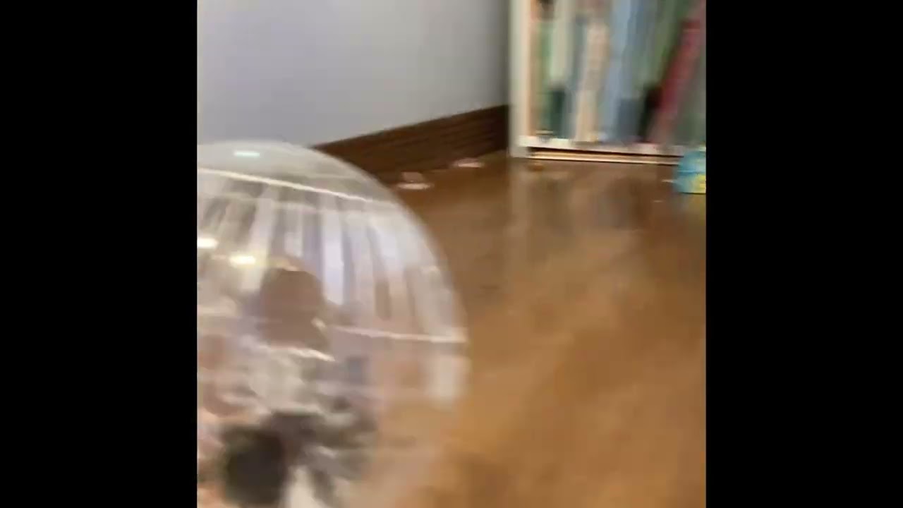 Meet Bambam….short