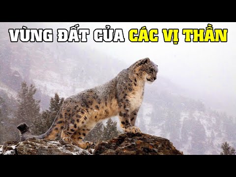 Video Thiên Nhiên Hoang Dã Bhutan | Khám Phá Thế Giới Động... - youtube