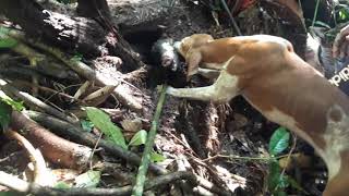 Caçada De Porco Com Cachorro Americano