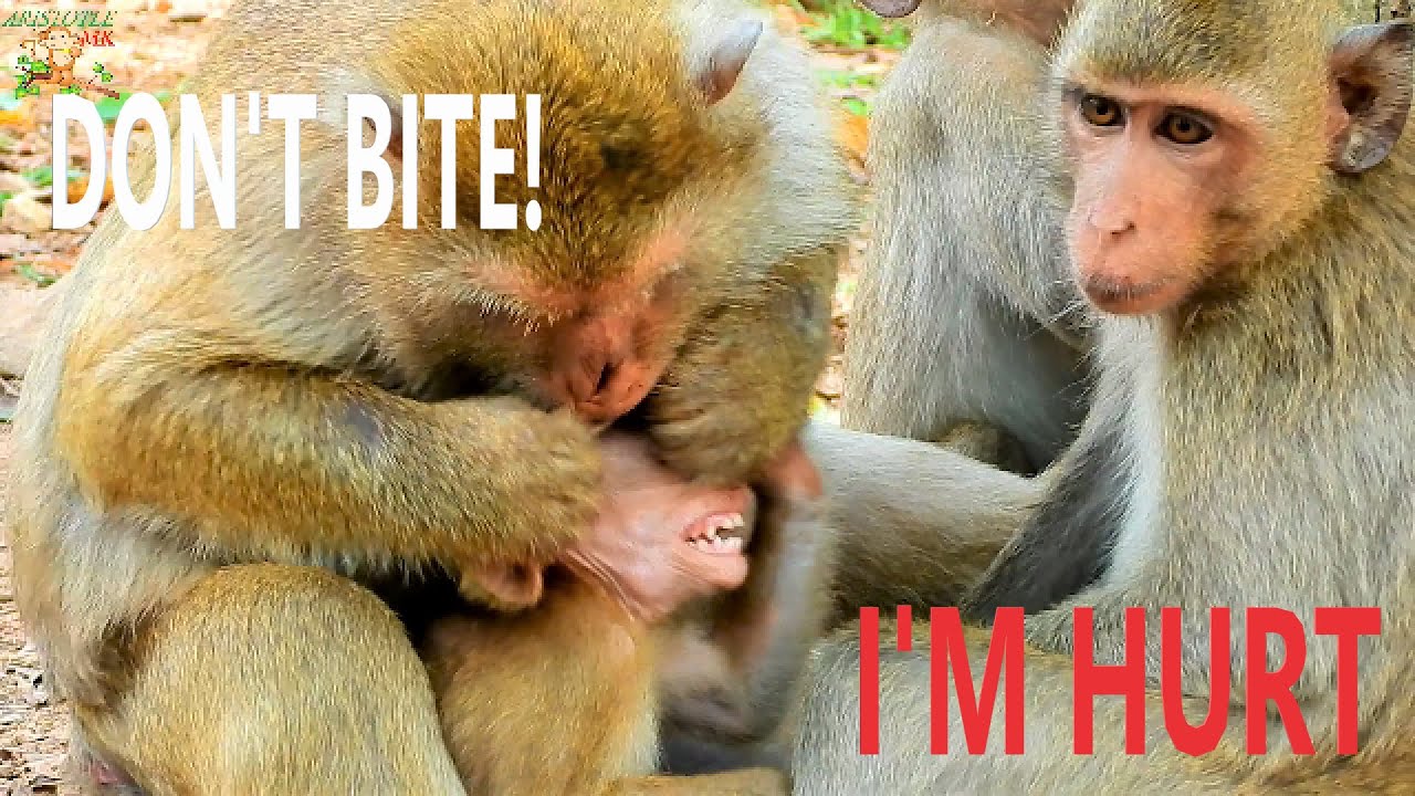 PITY BABY BARON AFRAID TO CURL UP HURT MOM BRIANNA BITE WEANING HIM AFTER BITE BROTHER BRONX |