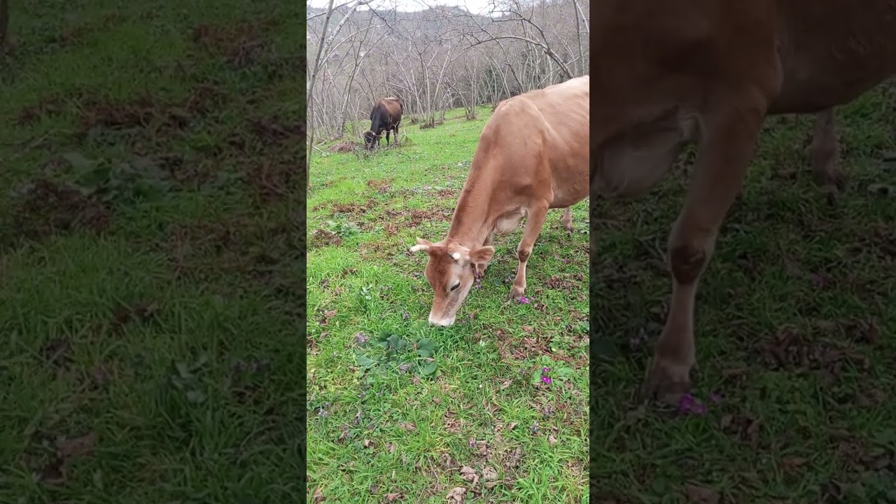 DOLANDIRILDIK!!! AKRABADAN DOSTTAN ALIŞVERİŞ YAPMAYACAKSIN!!!