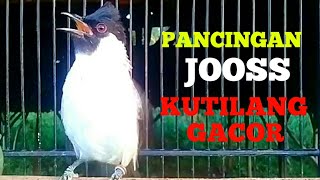SUARA PANCINGAN BURUNG KUTILANG JOSS 100% GACOR, AMPUH BUAT MASTERN