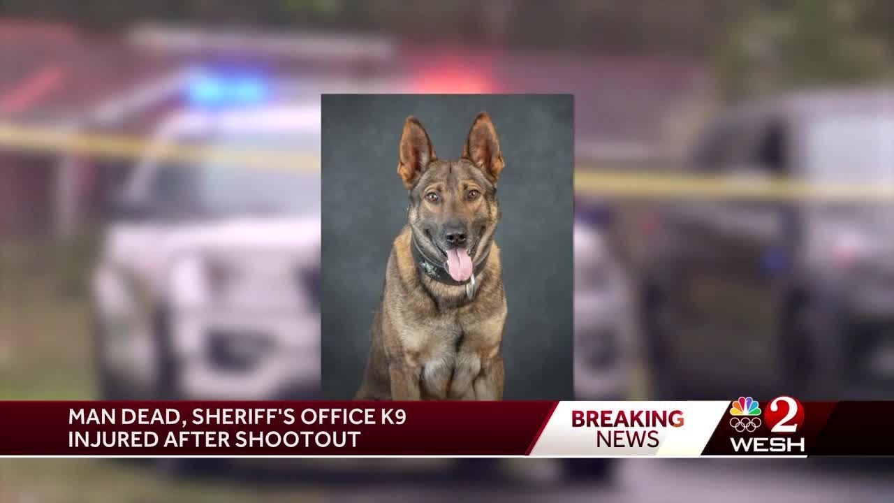 Suspect dead, K-9 seriously hurt in shootout involving Marion County ...