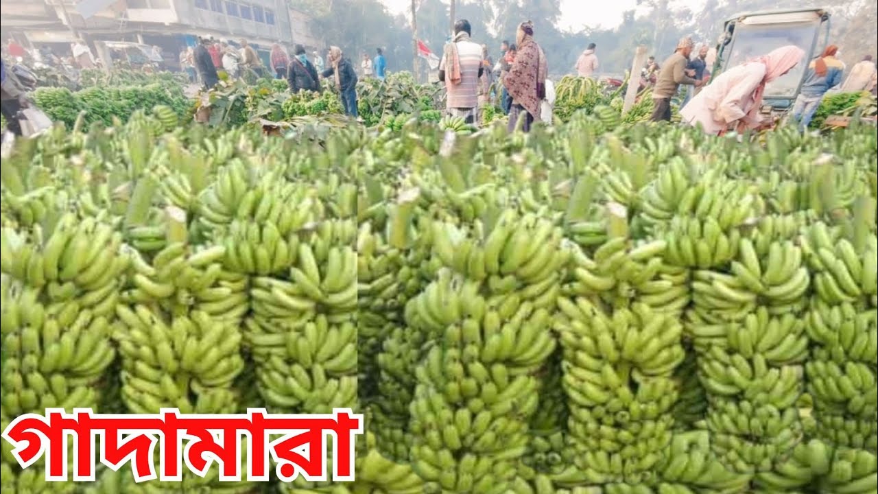 গদামারা কলার হাট। Biggest Banana🍌Market in West Bengal |পশ্চিমবঙ্গের সবথেকে বড় পাইকারী কলার হাট |
