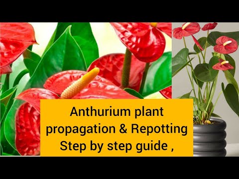 Video: Anthurium Reprodukcija Namuose (47 Nuotraukos): Kaip Skleisti „vyrišką Laimę“lapu? Kaip Tinkamai Dauginti Auginiais? Gėlių Priežiūra