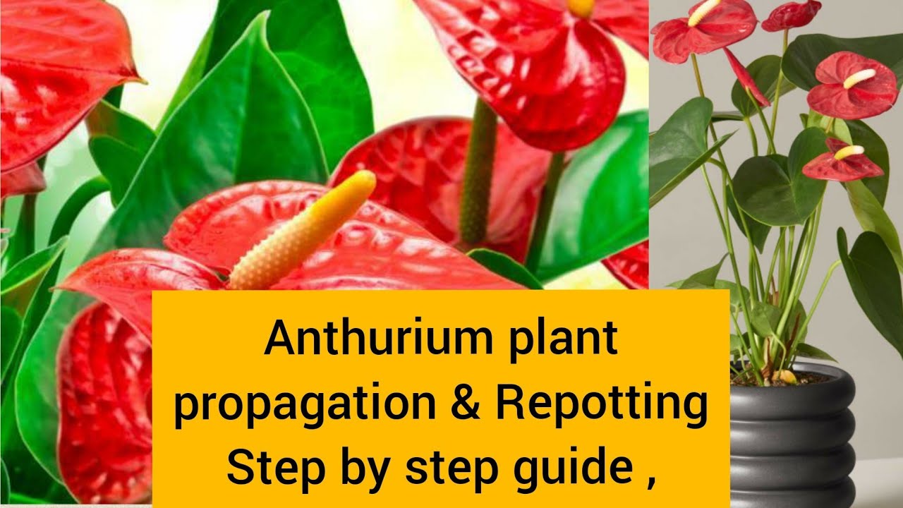 Anthurium Propagation Method ! Anthurium Care. 