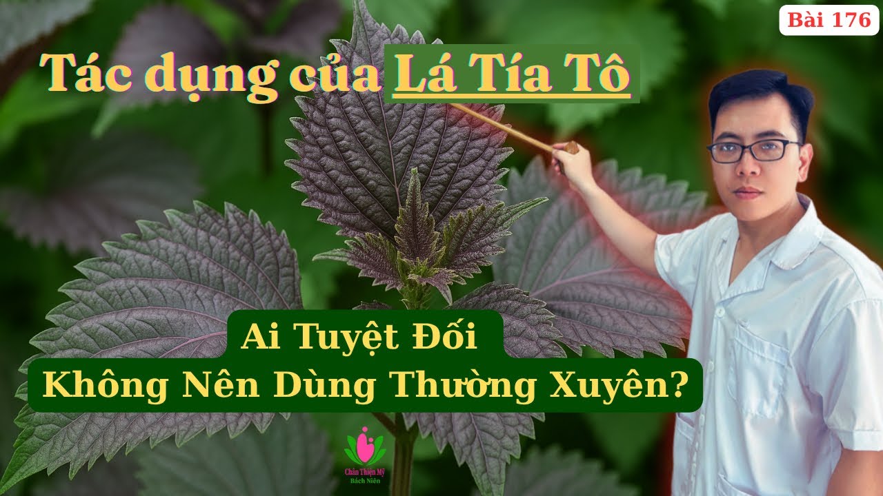 Lá tía tô có tác dụng gì? Ai không nên dùng thường xuyên? Các bài thuốc từ lá tía tô hiệu quả nhất