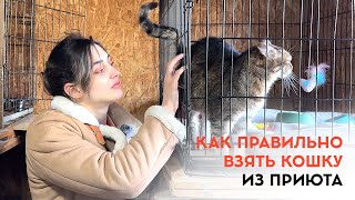 Берём кошку из приюта. Как это сделать правильно.