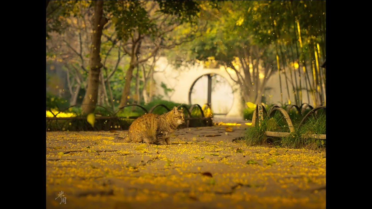 A osmanthus rain is falling with the wind..  