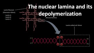 Nuclear L And Its Depolymerization