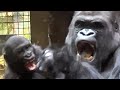 Baby gorilla plays with silverback        gorillas