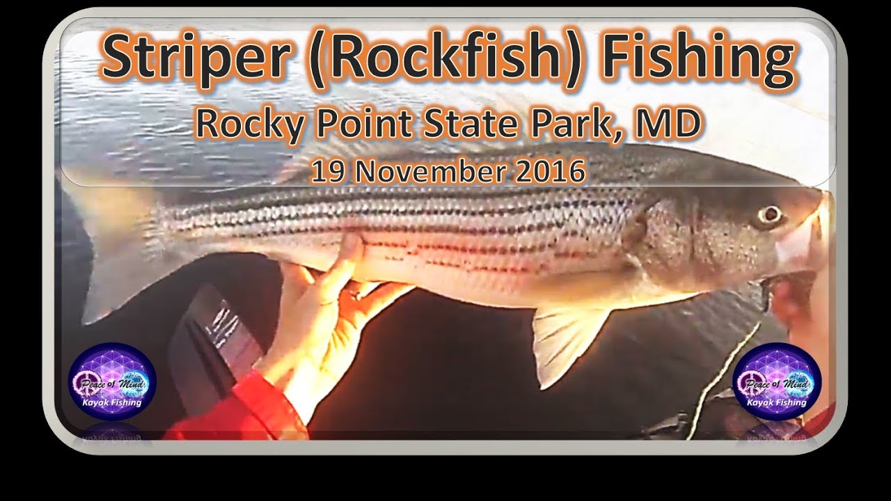 30'' Striper, MD Kayak Striper Fishing, Rocky Point, November 2016 - YouTube