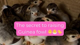 The Secret to Raising Guinea Fowl (what no one tells you about Guinea Keets)