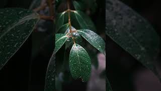 Beautiful Recitation by Hani Ar-Rifai Surah Fatiha Form the Holy Quran (Emotional) #islamic #shorts