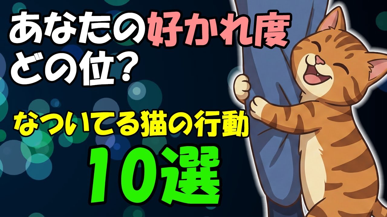 猫がなついてる時の行動10選【一人解説】