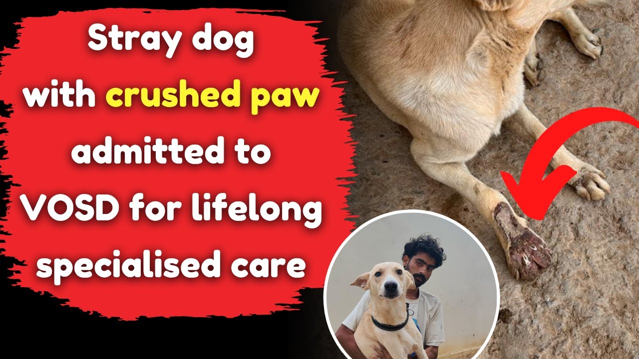 Stray dog with crushed paw admitted to VOSD for lifelong specialised ...