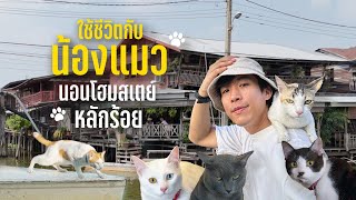 ใช้ชีวิตกับน้องแมว 2 วัน1 คืน นอนโฮมสเตย์คืนละ500 บาท! | CHINOTOSHARE